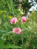 Imagem de Lathyrus palustris L.