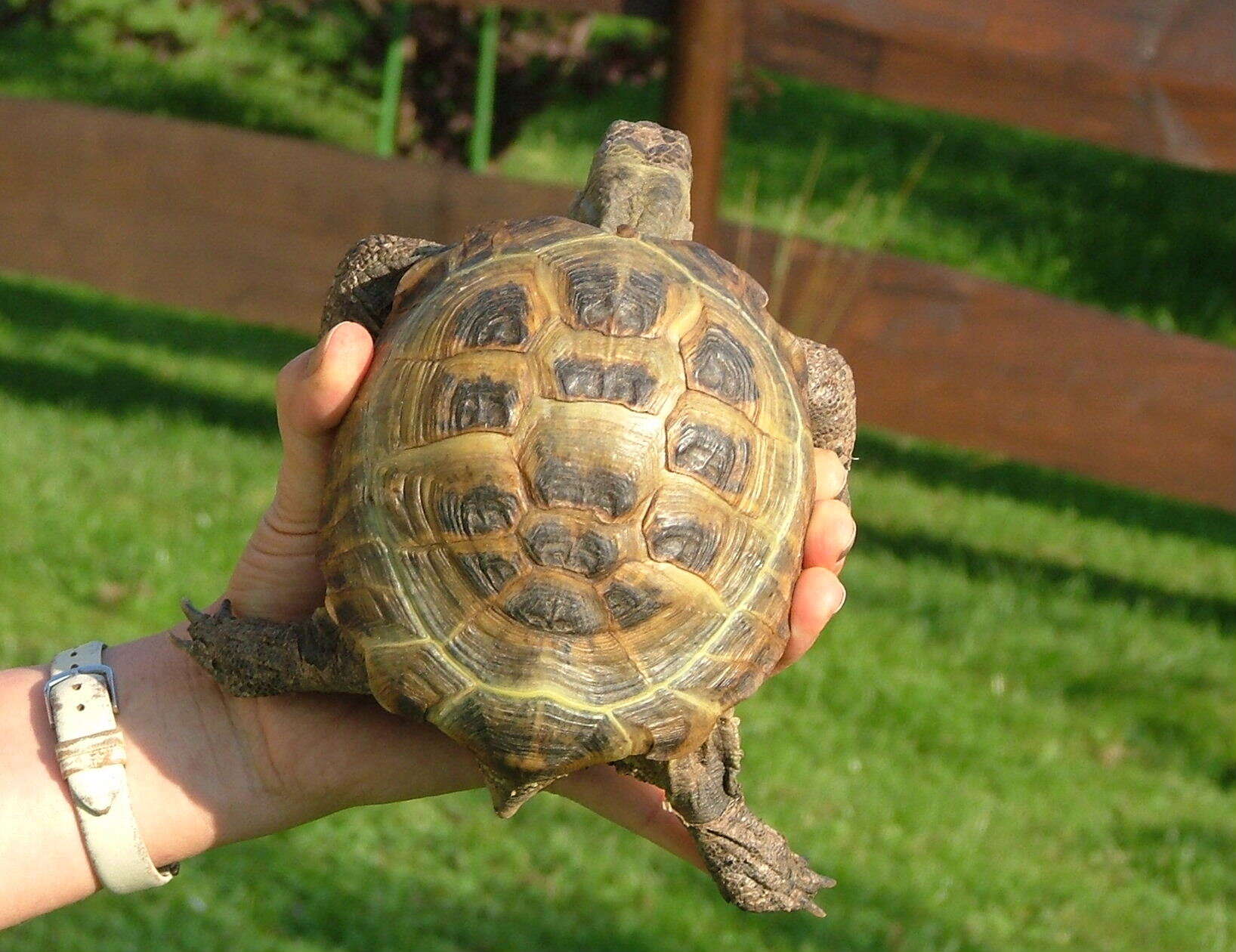 Imagem de Testudo