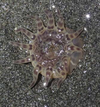 Image of 12-tentacle parasitic anemone