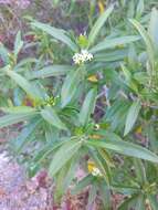 Image of Vallesia laciniata S. Brandeg.