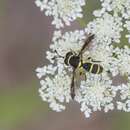 Plancia ëd Ceriana vespiformis (Latreille 1809)