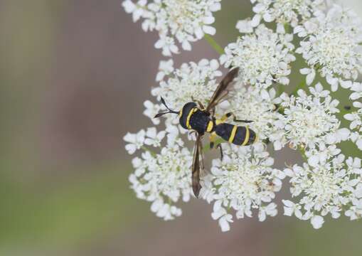 Ceriana vespiformis (Latreille 1809)的圖片