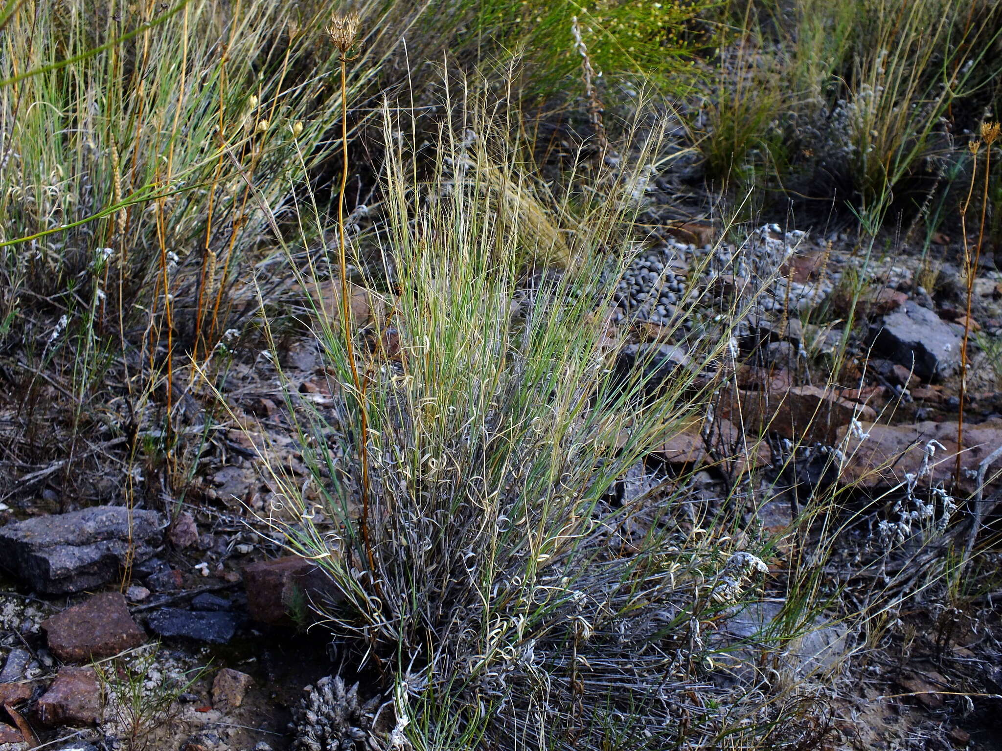 Image of Aristida mendocina Phil.