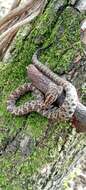 Image of Sinaloan Long-tailed Rattlesnake