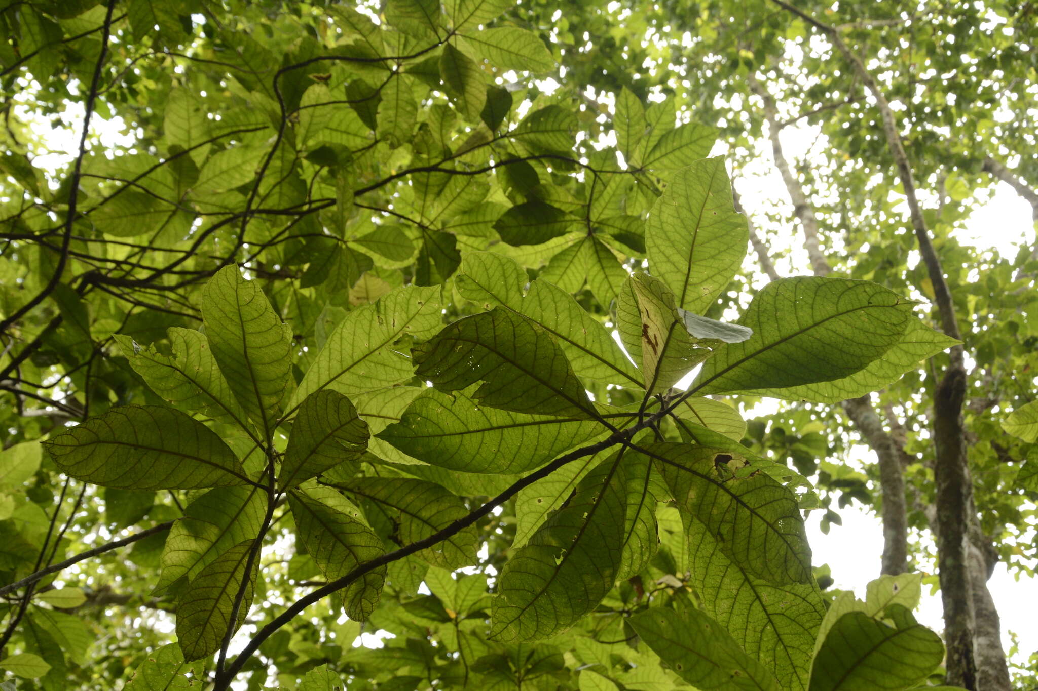 Strobocalyx arborea (Buch.-Ham.) Sch. Bip. resmi