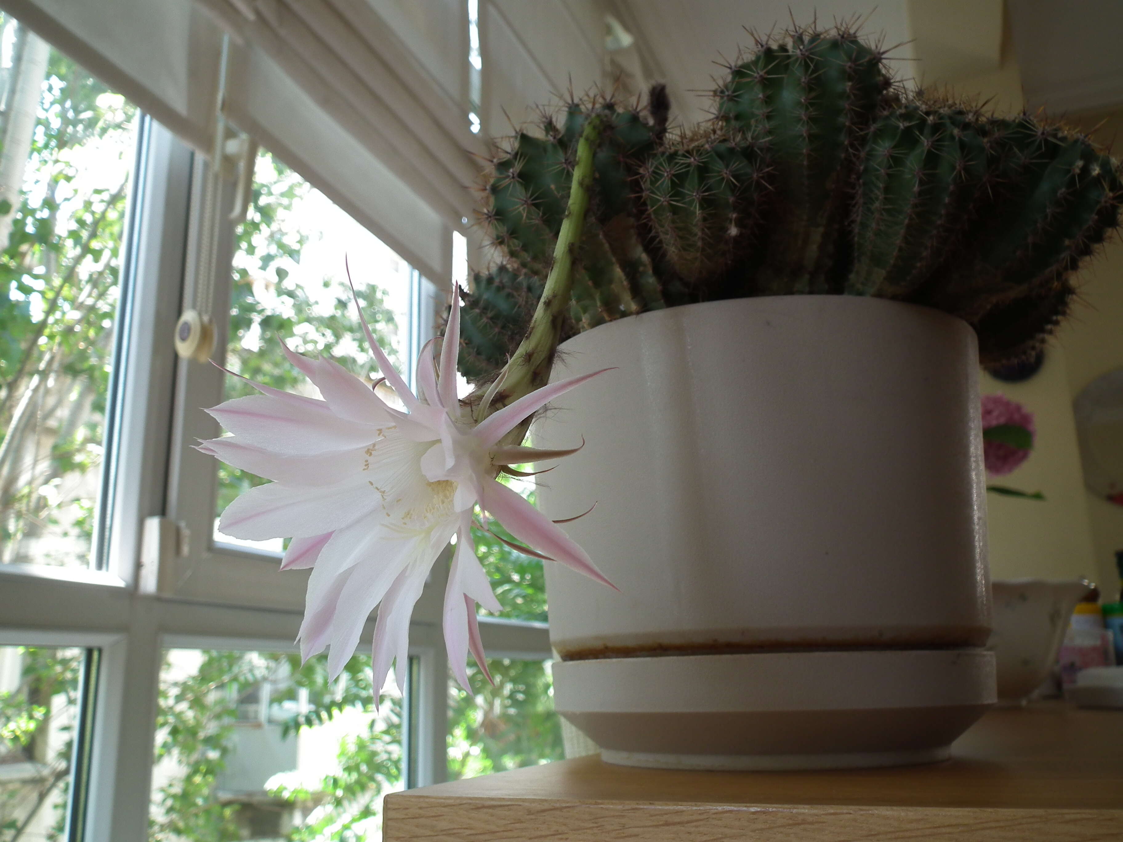 Image of Echinopsis oxygona