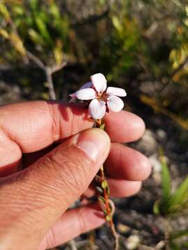 Image of Adenandra viscida Eckl. & Zeyh.