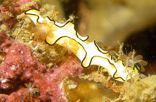 Image of white and purple flatworm