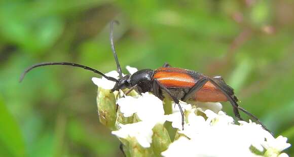 Image of Stenurella (Priscostenurella) bifasciata (Müller 1776)