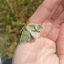 Image of Sussex emerald moth