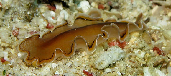 Image of white and purple flatworm