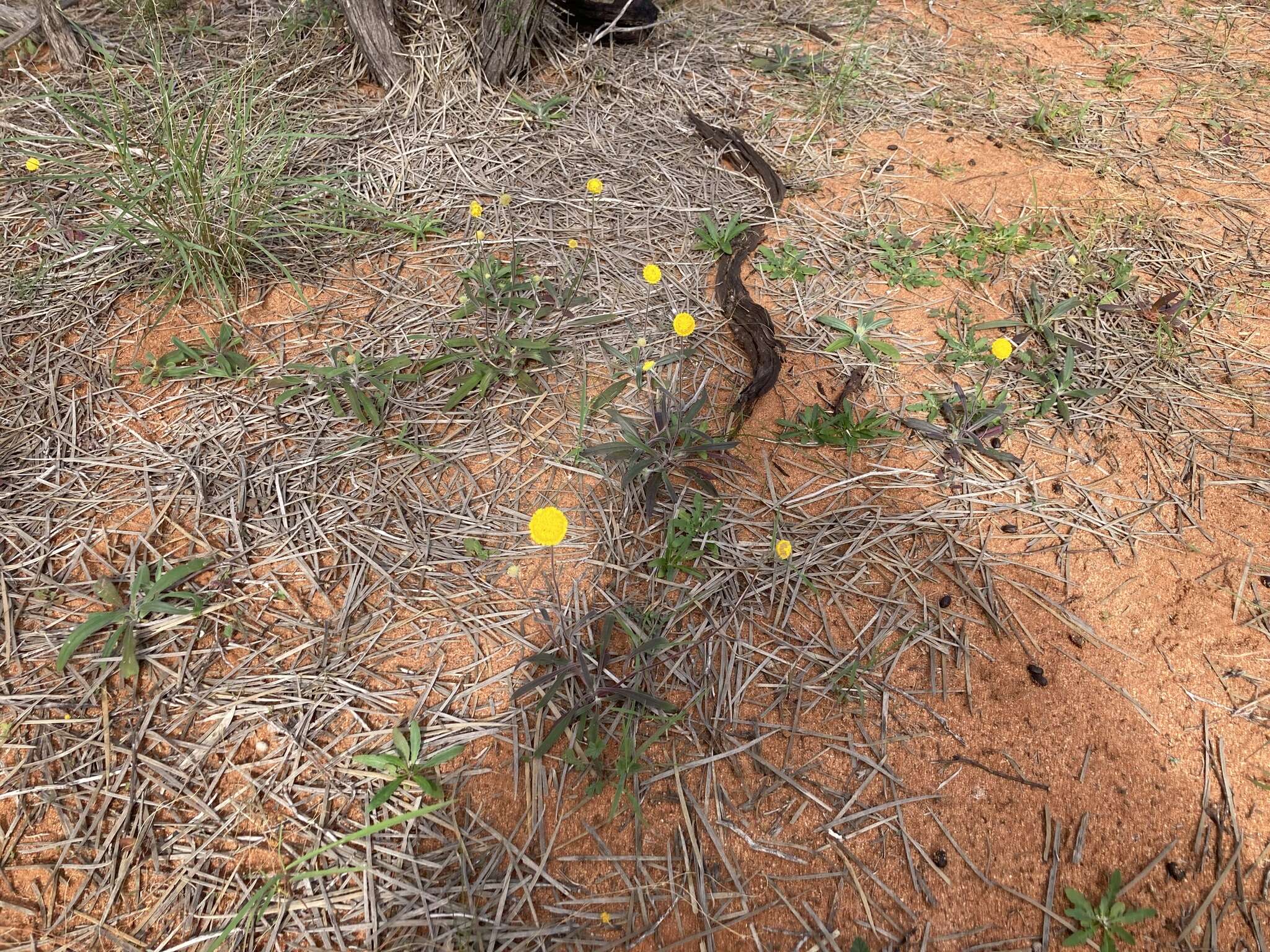 صورة Myriocephalus guerinae F. Müll.