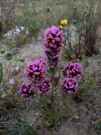 Слика од Castilleja exserta var. venusta (A. Heller) J. M. Egger