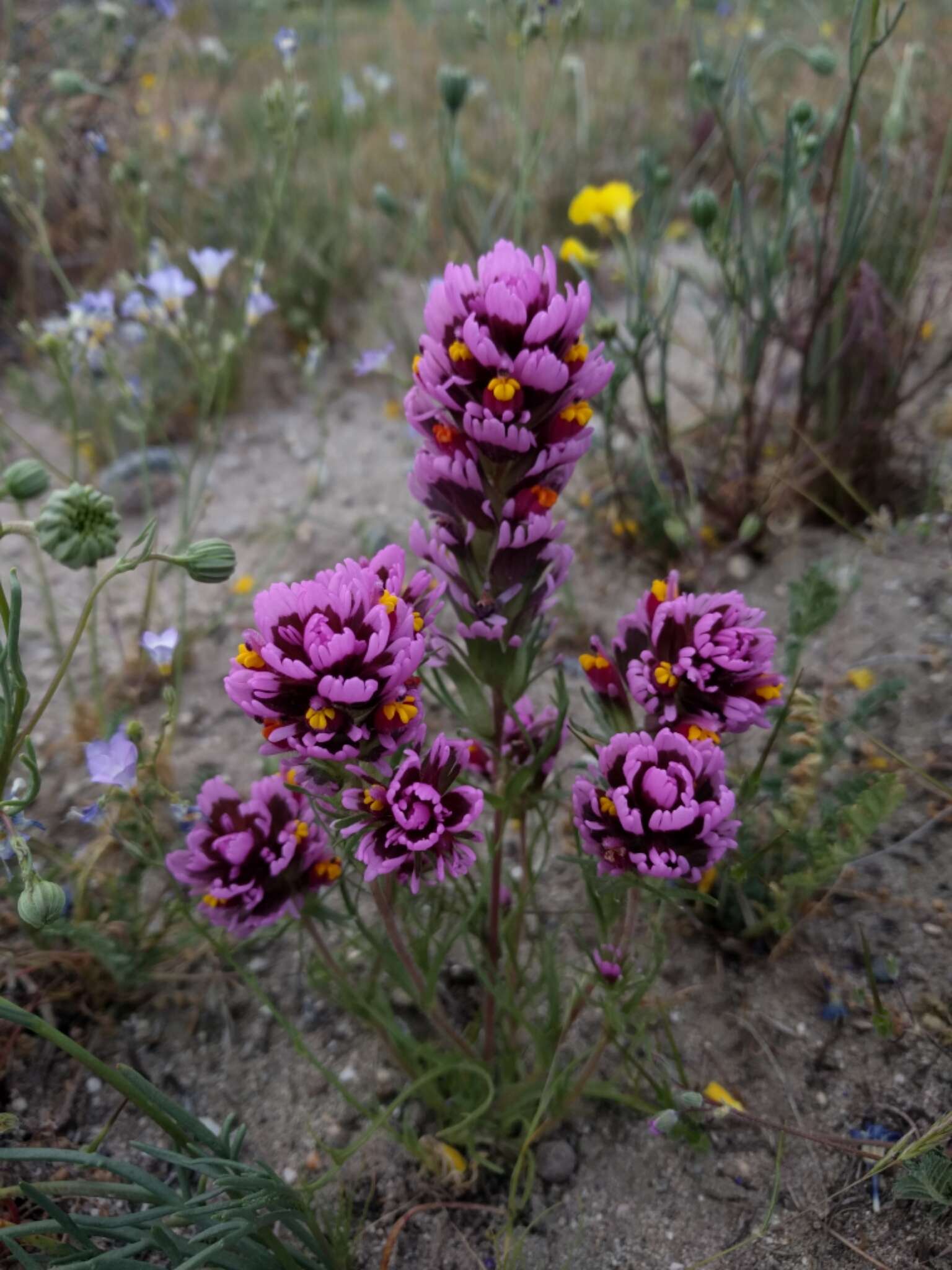 Слика од Castilleja exserta var. venusta (A. Heller) J. M. Egger