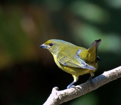 Euphonia violacea (Linnaeus 1758)的圖片