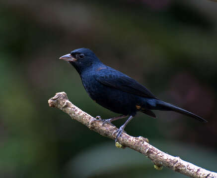 Image of Ruby-crowned Tanager