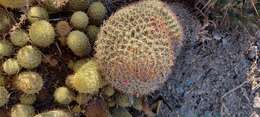 Imagem de Mammillaria polythele subsp. obconella (Scheidw.) D. R. Hunt