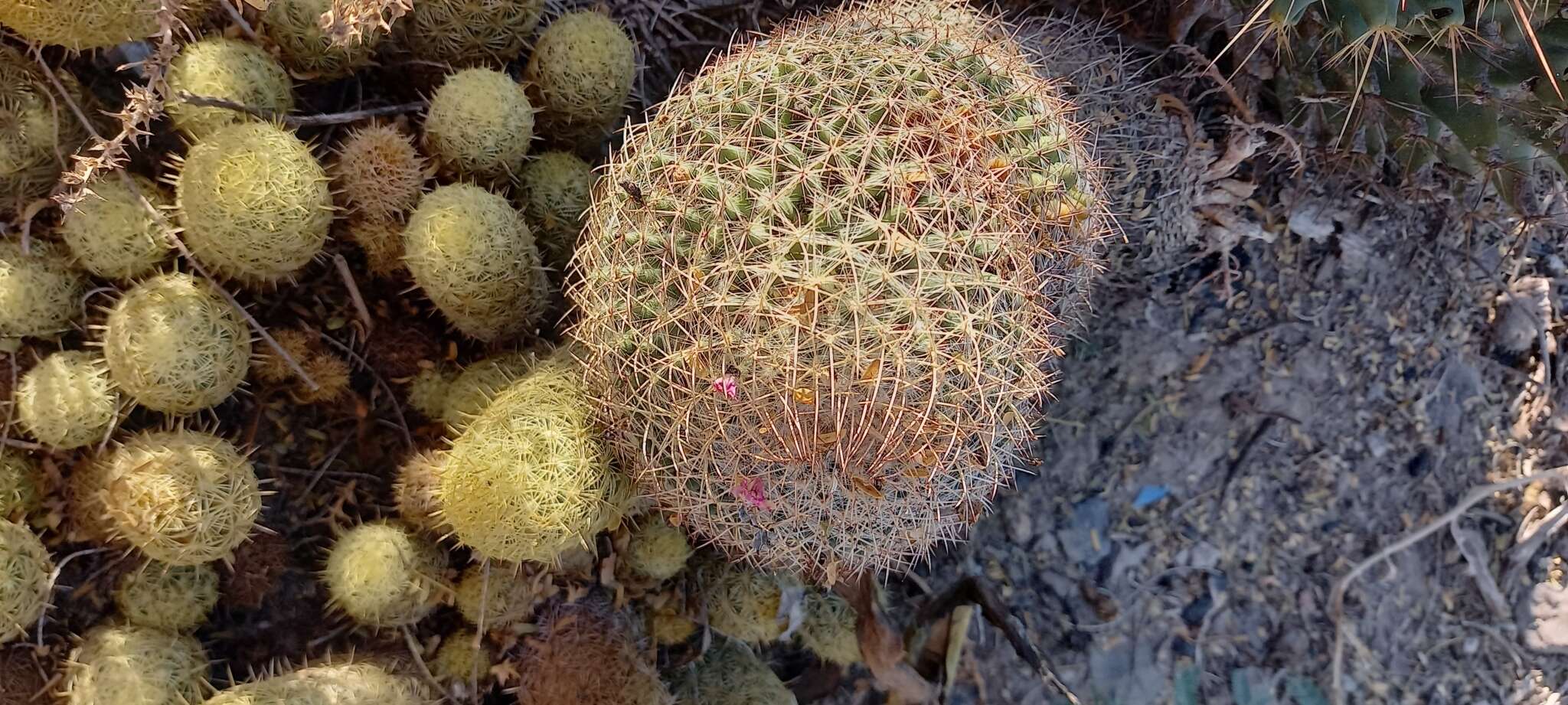 Imagem de Mammillaria polythele subsp. obconella (Scheidw.) D. R. Hunt