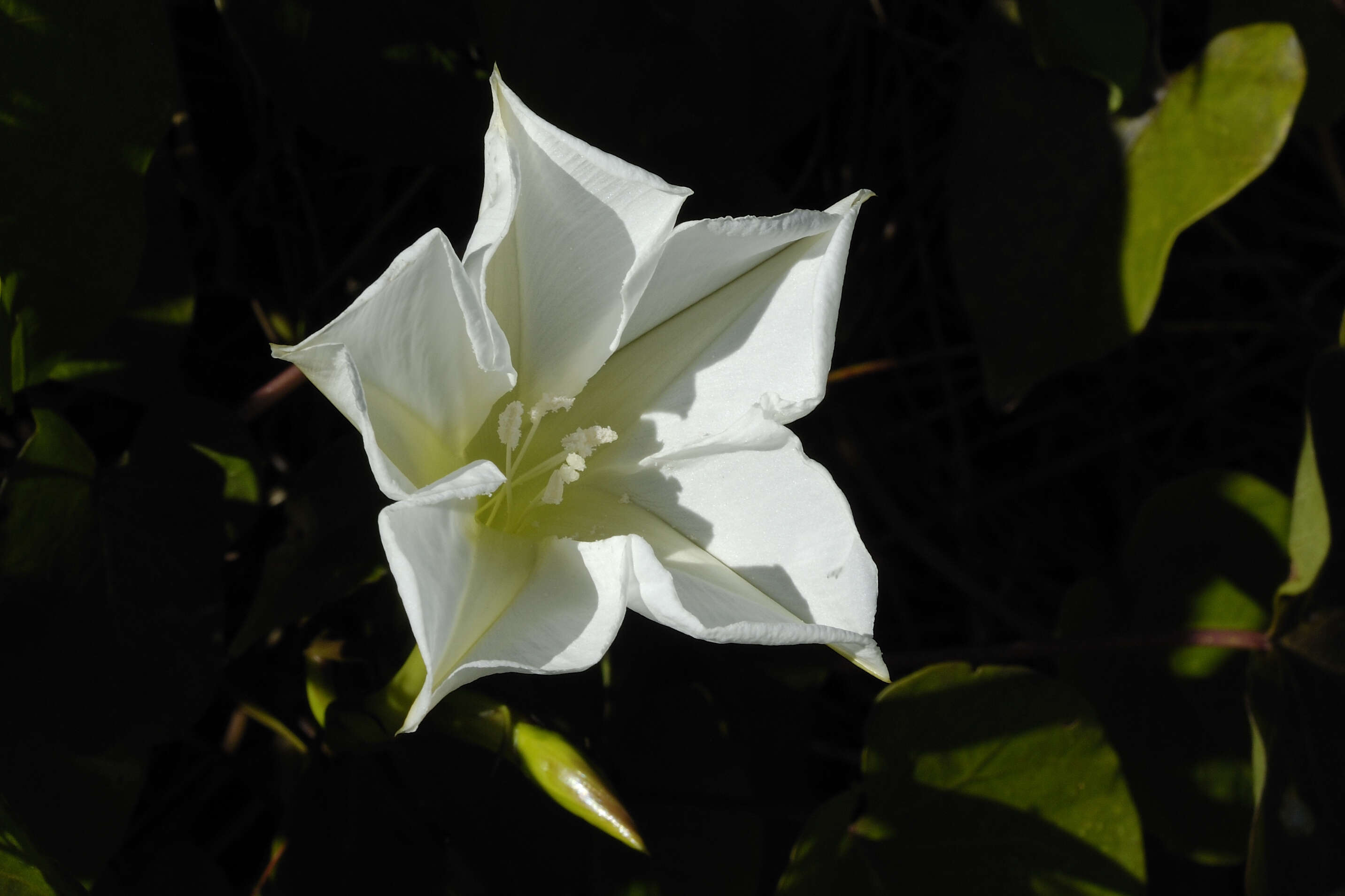 Image of Moonflower or moon vine