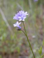 Image of California gilia