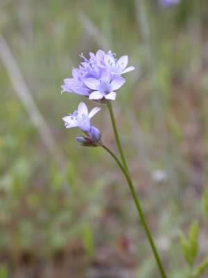 Image of California gilia