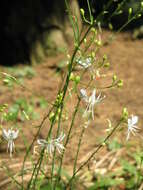 Image of Branched St Bernard's lily