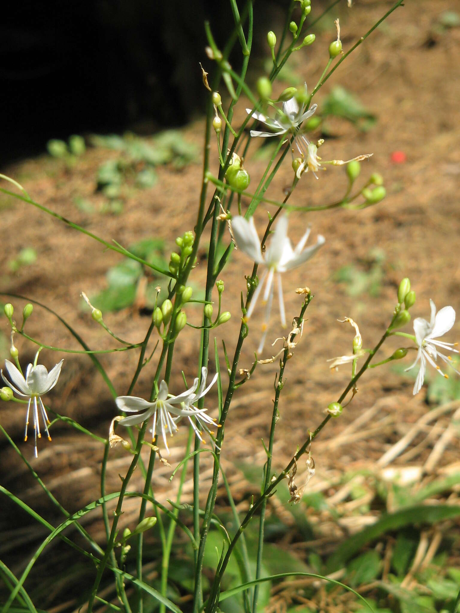 Image of Branched St Bernard's lily