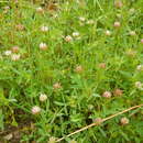 Imagem de Trifolium strictum L.