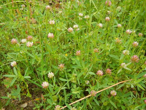 Sivun Trifolium strictum L. kuva