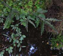 Image of Elaeocarpus hookerianus Raoul