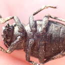 Image of <i>Pachyscelis villosa</i>