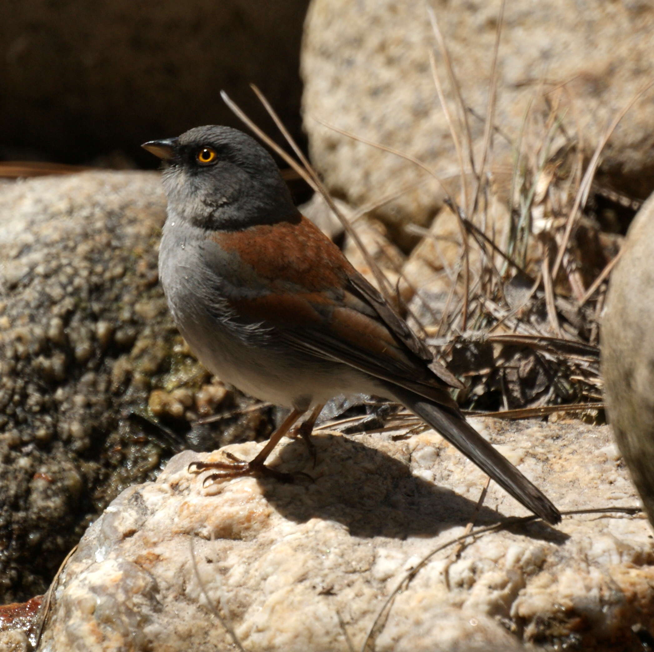 Image of Yellow-eyed Junco