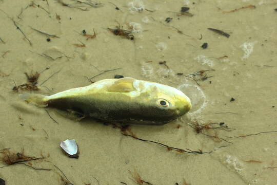 Image of Green Rrough-backed Puffer