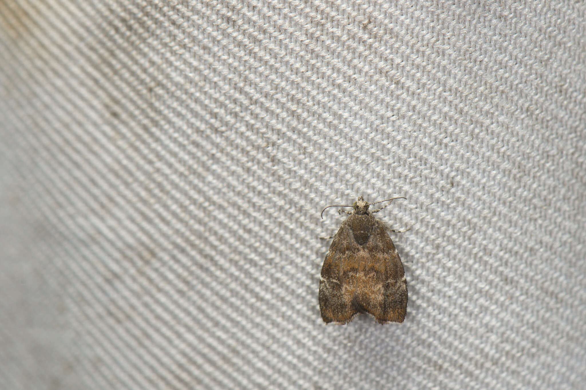 Image of Choreutis yakushimensis