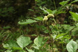 Image of Paeonia wittmanniana Hartw. ex Lindl.