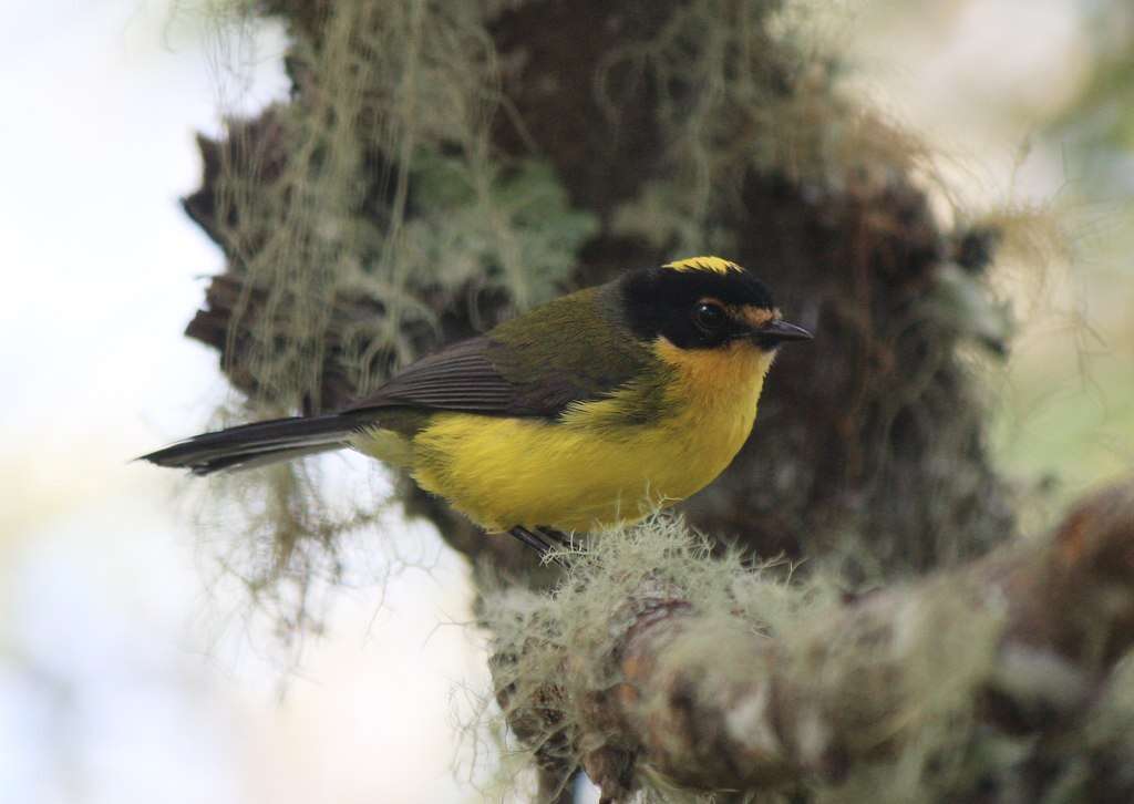 Image of Yellow-crowned Redstart