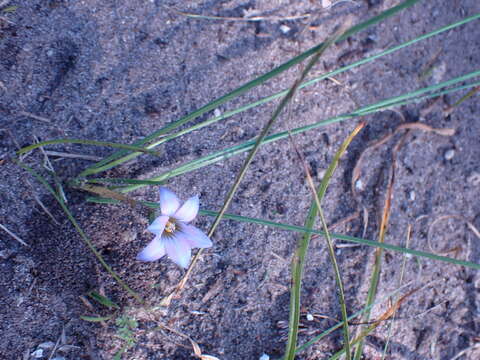 Image of Romulea atrandra var. lewisiae M. P. de Vos