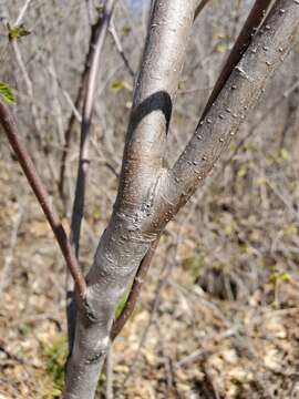 Image de Amelanchier interior Nielsen