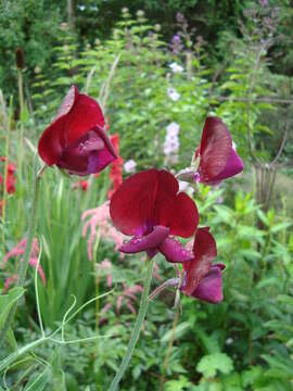 Image of Sweet Pea