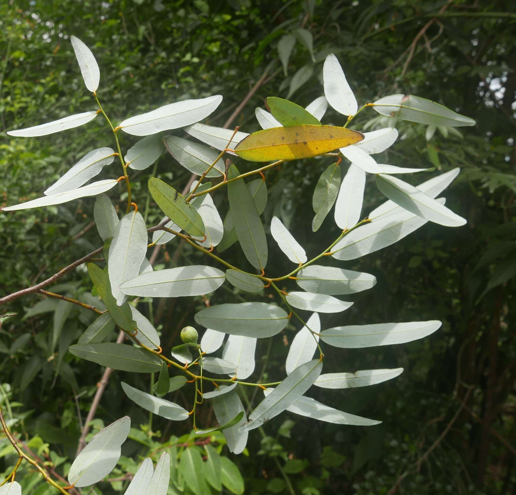 Image of Monanthotaxis micrantha (Baker) Verdc.