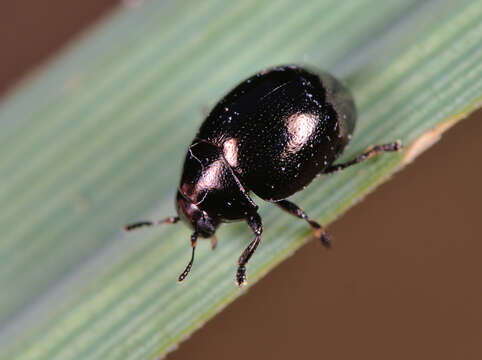 Plancia ëd <i>Oomorphus concolor</i>