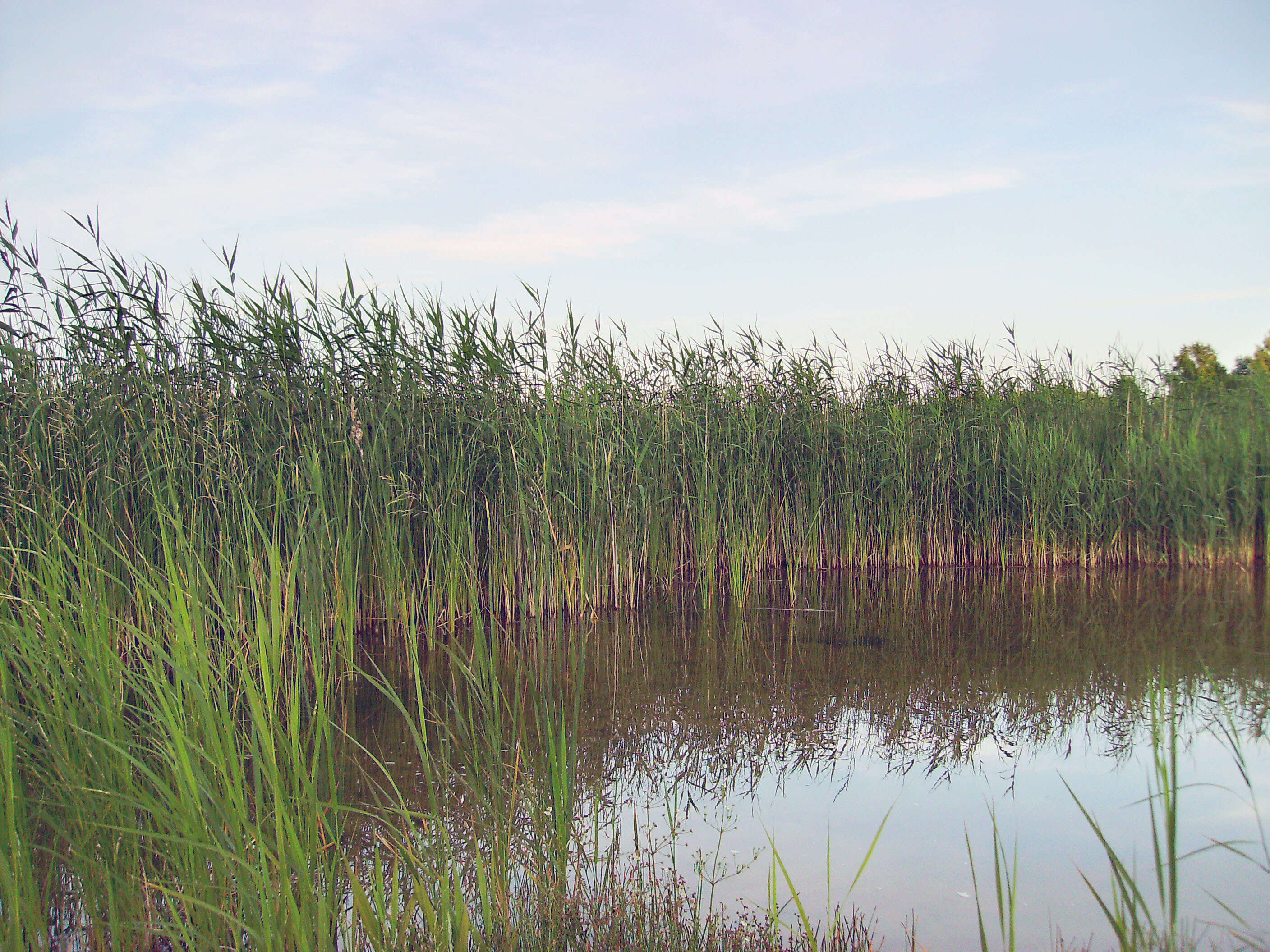 Image of common reed