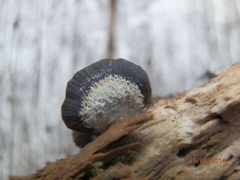 Image of Resupinatus alboniger (Pat.) Singer 1978