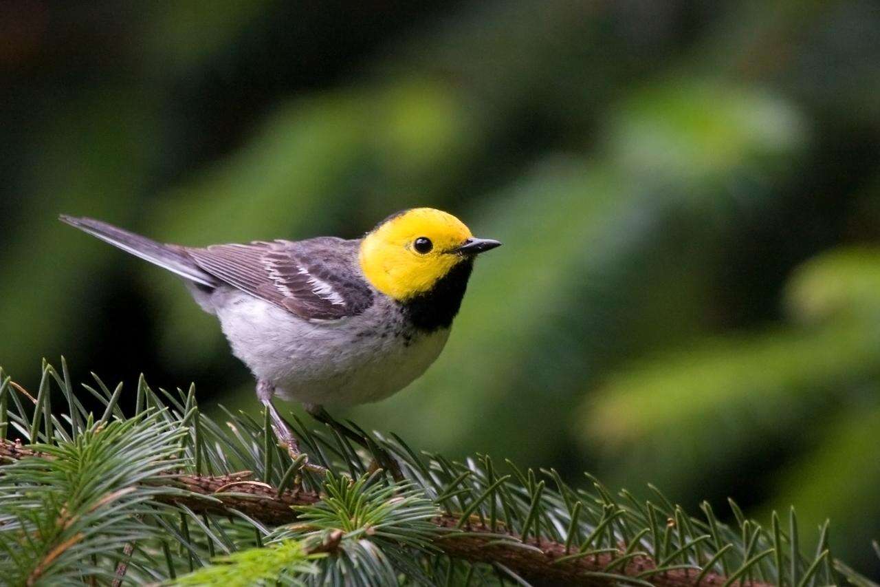 Image of Hermit Warbler