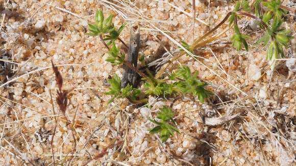 Image of golden linanthus