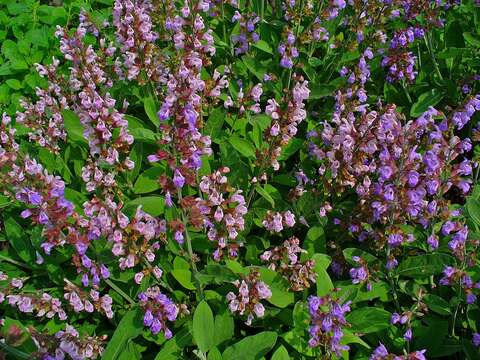 Imagem de Salvia officinalis L.