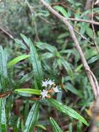 Image de Phebalium longifolium S. T. Blake