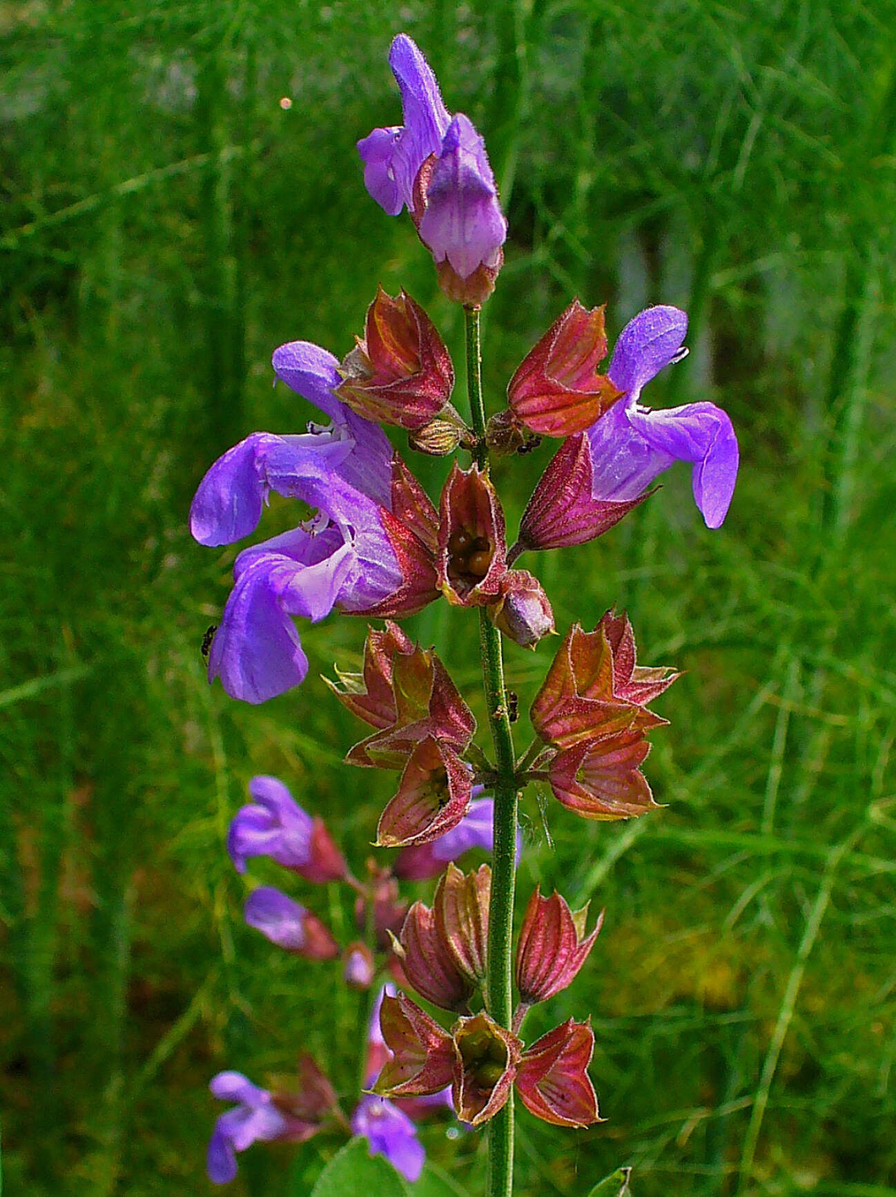 Imagem de Salvia officinalis L.