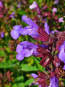 Imagem de Salvia officinalis L.