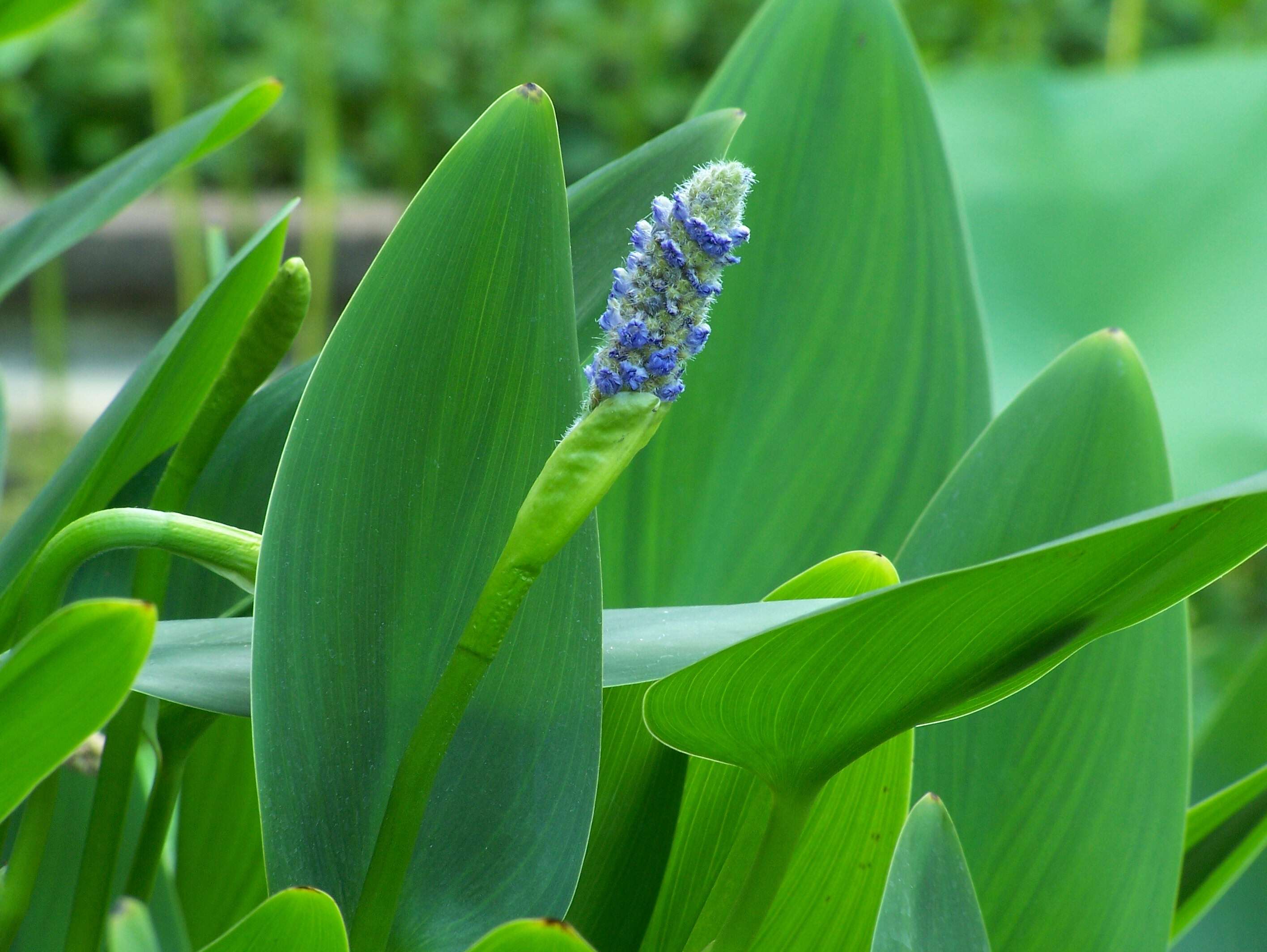 Image of pickerelweed